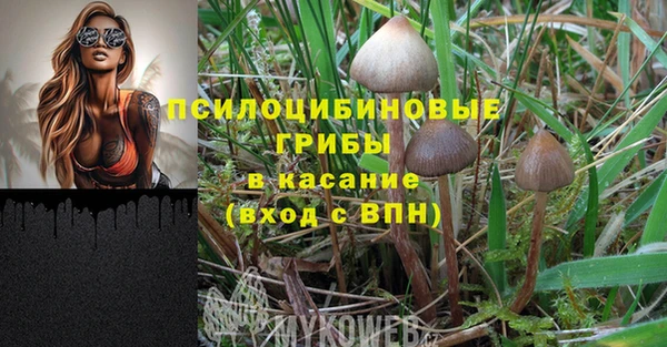 PSILOCYBIN Майский